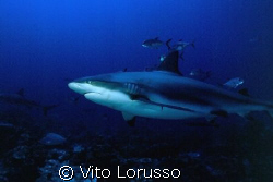 Sharks - Carcharhinus plumbeus by Vito Lorusso 